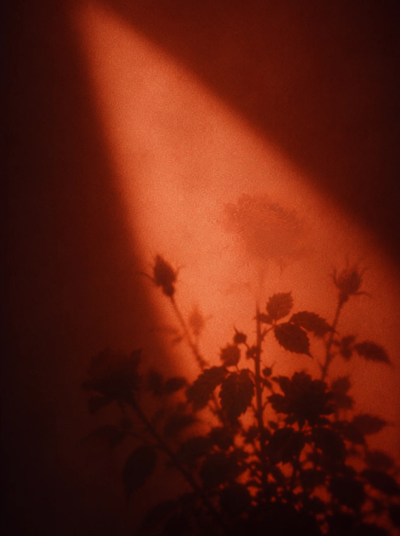 Warm rose-shadow visual developed for Threads of Love